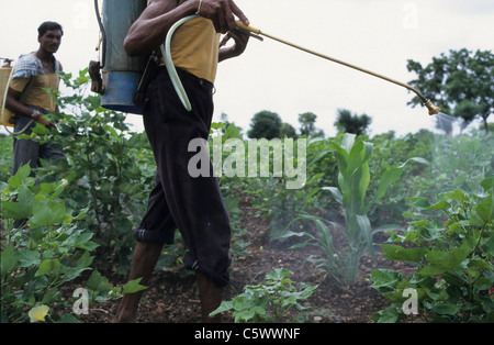 L'Inde Madhya Pradesh , le travailleur agricole épandre un herbicide pesticide chimique cocktail au champ de coton BT de modification génétique contre les mauvaises herbes et ravageurs comme Bollworm Banque D'Images