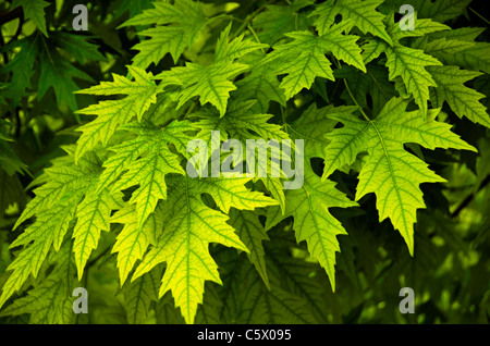 L'érable argenté (Acer saccharinum) feuilles en été, Aurora Colorado nous. Banque D'Images