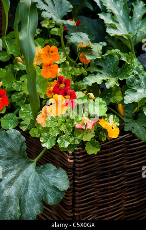 La Burgon & Ball 5 par jour au Jardin 2011 Hampton Court Palace Flower Show, UK Banque D'Images