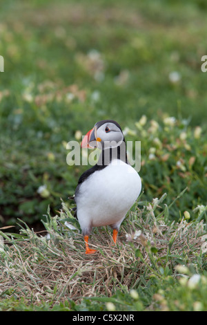 Macareux moine Fratecula arctica adulte en plumage nuptial perché près de l'entrée d'imbriquer burrow Banque D'Images