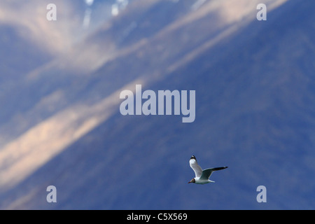 Brown en mouette Pangong Tso, Ladakh, Inde Banque D'Images