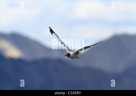 Brown en mouette Pangong Tso, Ladakh, Inde Banque D'Images