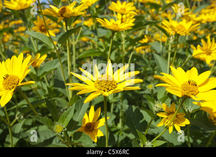 Tournesol, Helianthus pauciflorus raide Banque D'Images