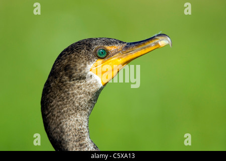 Double-crested Cormorant - Green Cay Wetlands, Delray Beach, Floride, USA Banque D'Images