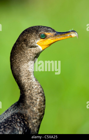 Double-crested Cormorant - Green Cay Wetlands, Delray Beach, Floride, USA Banque D'Images