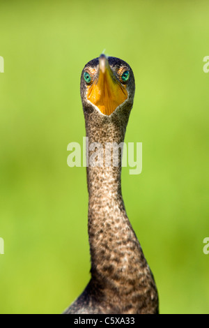 Double-crested Cormorant - Green Cay Wetlands, Delray Beach, Floride, USA Banque D'Images