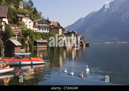 L'Autriche, Salzkammergut, Hallstatt village et le lac, les cygnes en premier plan Banque D'Images