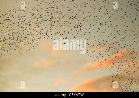 Starling - rassemblement de troupeau énorme au repos se trouvant à l'oiseau de proie Sturnus vulgaris le Sud de l'Ecosse BI020413 Banque D'Images