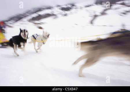 L'Autriche, l'équipe de traîneau à chiens, Salzburger Land in motion Banque D'Images