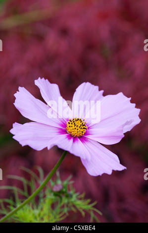 Cosmos bipinnatus flower Banque D'Images
