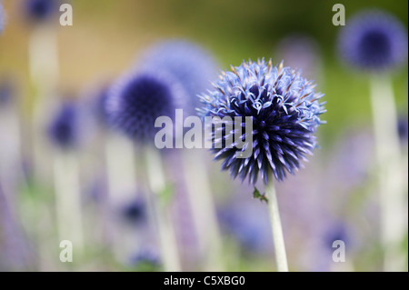 Echinops ritro veitchs bleu. Globe thistle fleurs dans un jardin anglais Banque D'Images