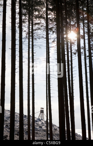 L'Autriche, Salzkammergut, Mondsee, soulevée dans les forêts de conifères aveugle Banque D'Images