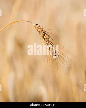 Épi d'orge (Hordeum vulgare), close up Banque D'Images