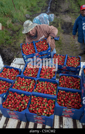 Fraises biologiques Swanton BerryFarm Banque D'Images