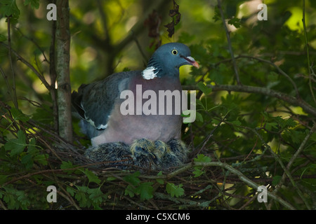 Pigeon ramier Columba palumbus,sur le nid avec c'est jeune Banque D'Images