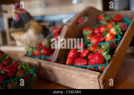 Fraises biologiques Swanton BerryFarm Banque D'Images