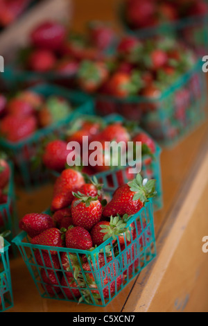 Fraises biologiques Swanton BerryFarm Banque D'Images