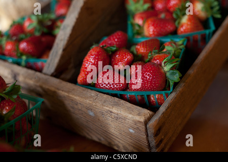 Fraises biologiques Swanton BerryFarm Banque D'Images