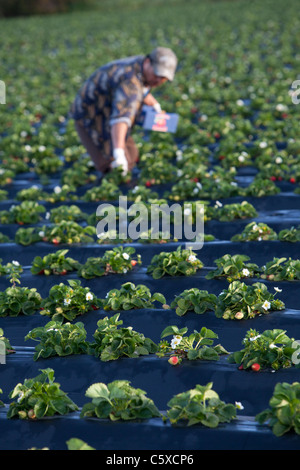 Fraises biologiques Swanton BerryFarm Banque D'Images