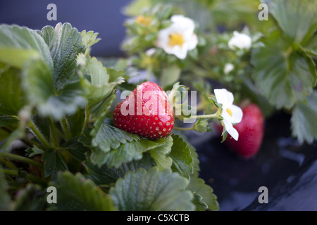 Fraises biologiques Swanton BerryFarm Banque D'Images