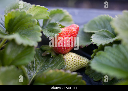 Fraises biologiques Swanton BerryFarm Banque D'Images