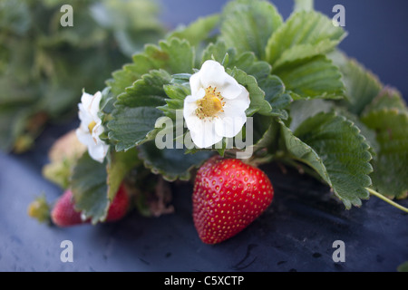 Fraises biologiques Swanton BerryFarm Banque D'Images