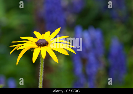 Rudbeckia fulgida var. deamii. Coneflower Banque D'Images