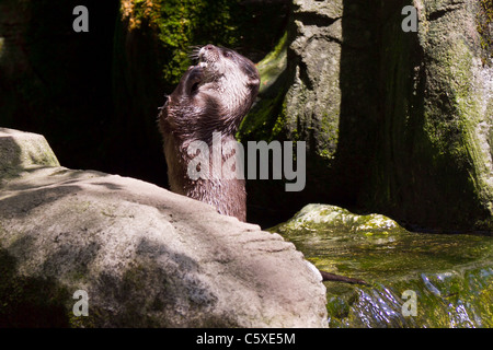 Courte asiatique griffé otter au niveau national Seal sanctuary Gweek, Banque D'Images