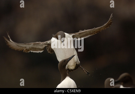 Uria aalge GUILLEMOT un adulte (formulaire) roues à mesure qu'il arrive à la terre Îles Saltee, Irlande Banque D'Images