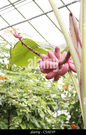 Bananier Musa velutina rose papillons tropicaux, de la faune et de Falconry Centre, North Anston, South Yorkshire, Angleterre Banque D'Images