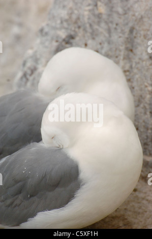 Mouette tridactyle (Rissa tridactyla) Un couple reproducteur reposant sur leur site de nidification falaise Iles Farne, UK Banque D'Images