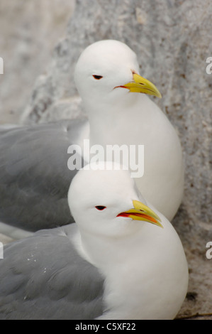 Mouette tridactyle (Rissa tridactyla) Un couple reproducteur ensemble sur leur site de nidification falaise Iles Farne, UK Banque D'Images