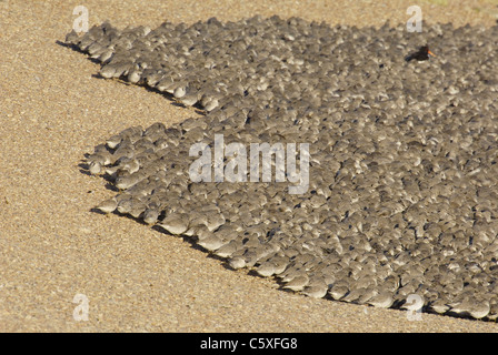 Maubèche Calidris canutus partie d'un troupeau de quelque 30 000 knot se percher sur une banque de galets à marée haute Norfolk, UK Banque D'Images