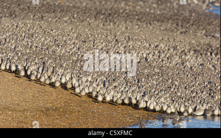 KNOT Calidris canutus un groupe de 30 000 nœuds se déplacent ensemble en tant qu'un Norfolk, UK Banque D'Images