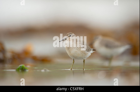 Knot Calidris canutus une paire d'adultes parmi les algues sur une plage écossaise isolée Îles Shetland, Écosse, Royaume-Uni Banque D'Images