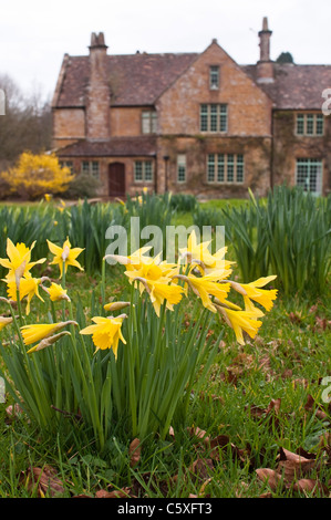 Jonquilles en fleurs sauvages trompette devant une grande maison de ferme sur un domaine en milieu rural Dorset, UK. Banque D'Images