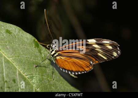 L'longwing Hecale papillon papillons tropicaux, de la faune et de Falconry Centre, North Anston, South Yorkshire, Angleterre Banque D'Images