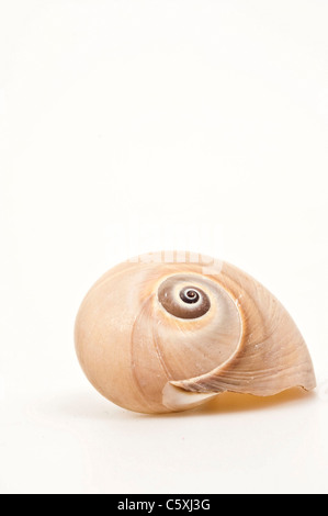 Coquillages de mer isolé sur fond blanc Banque D'Images