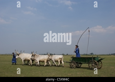 Man riding sur gris panier vache Banque D'Images