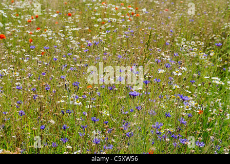 Kornblume - Bleuet 04 Banque D'Images