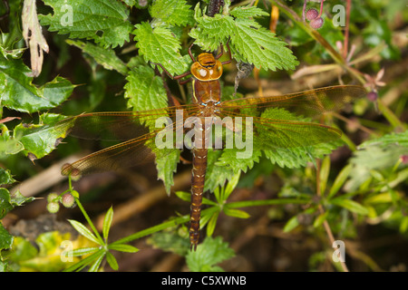 Brown (Hawker Aeshna grandis) se percher sur une ortie Banque D'Images