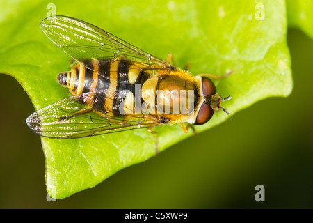 Syrphus ribesii hoverfly reposant sur une feuille Banque D'Images
