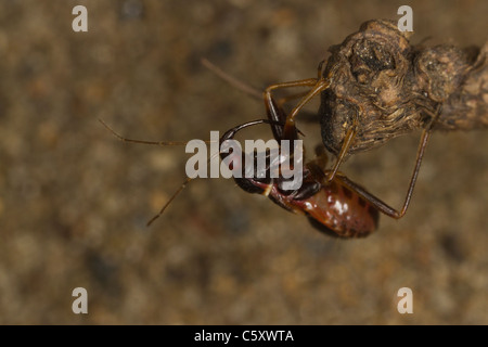 Demoiselle (Bug Ant Himacerus mirmicoides) nymphe Banque D'Images