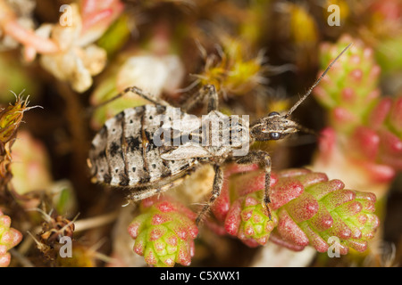 Heath (Coranus subapterus assassin bug) Banque D'Images