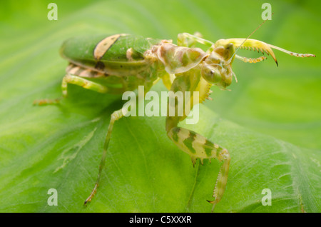 Fleur verte praying mantis on leaf Banque D'Images