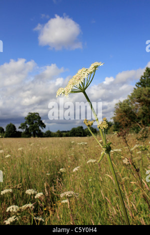 Scène d'été à la réserve naturelle locale, Tolworth Court Farm Surrey England UK Banque D'Images