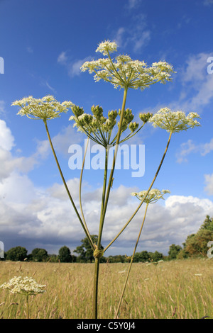 Scène d'été à la réserve naturelle locale, Tolworth Court Farm Surrey England UK Banque D'Images