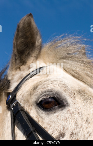 Poney Connemara contre un ciel bleu clair et net. On voit ici avec son manteau d'hiver moelleux et une bride. Banque D'Images