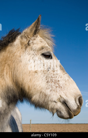 Poney Connemara contre un ciel bleu clair et net. On voit ici avec son manteau d'hiver moelleux. Banque D'Images