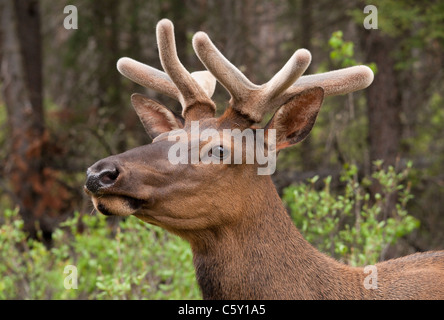 Un close up shot horizontale d'un jeune homme le wapiti dans l'été avec de petits bois de velours Banque D'Images